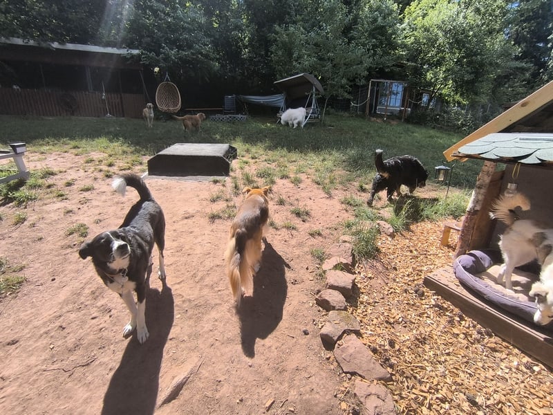 Hundepension mit Familienanschluss