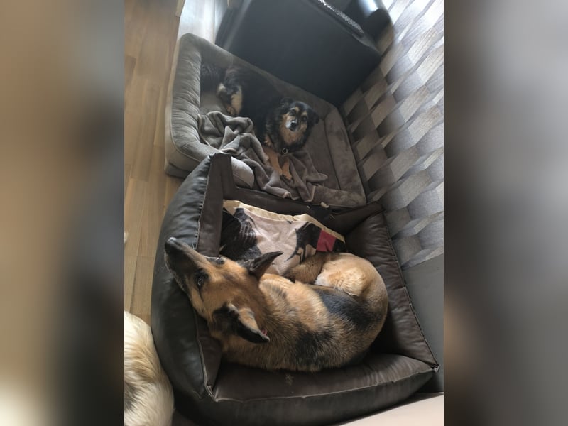 Hundepension mit Familienanschluss