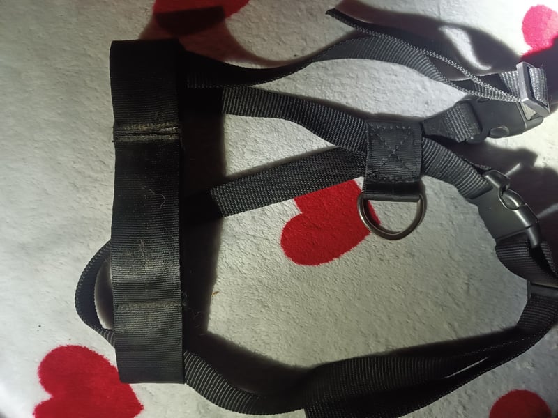 Hundezubehör Trekking-/ Brustgeschirr schwarz verstellbar L + Jogging-gürtel reflektierend