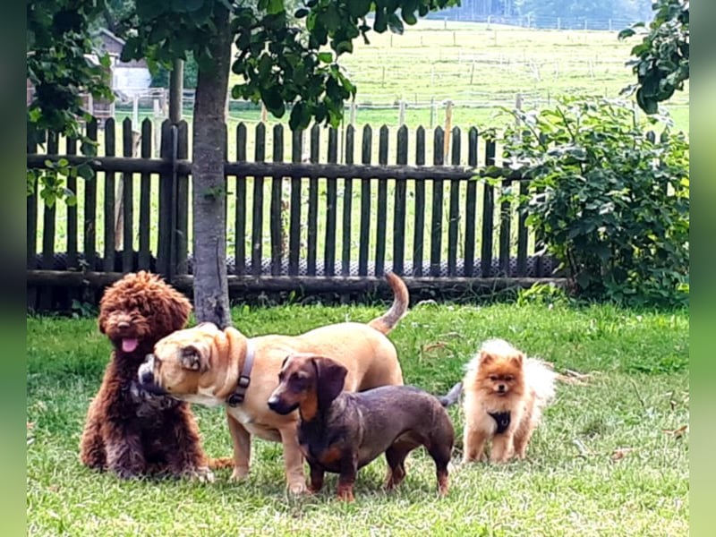 individuelle Hundebetreuung mit Familienanschluss
