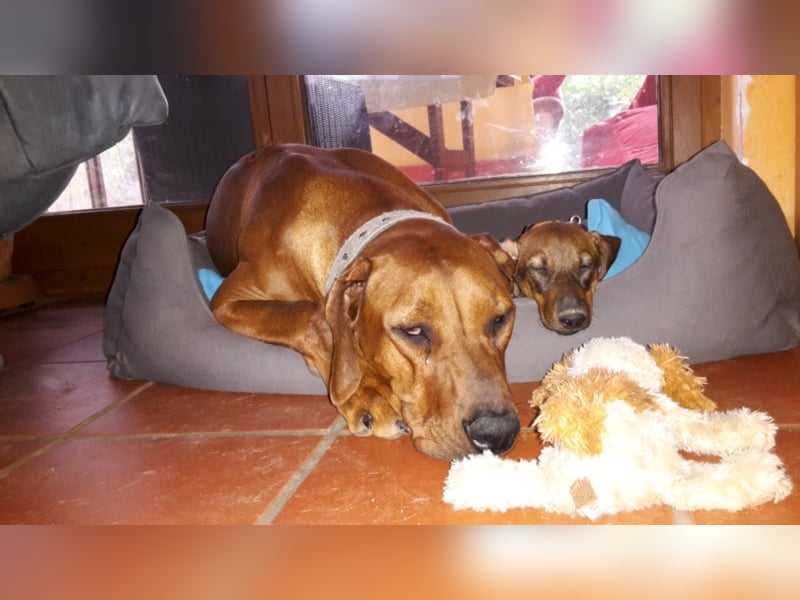 individuelle Hundebetreuung mit Familienanschluss