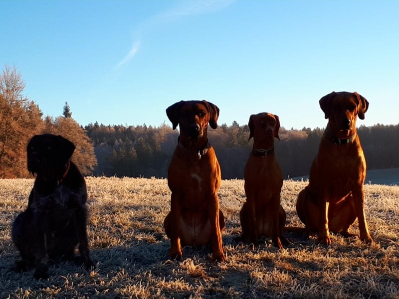 individuelle Hundebetreuung mit Familienanschluss