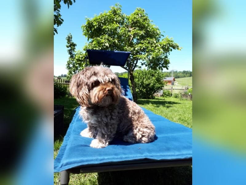individuelle Hundebetreuung mit Familienanschluss