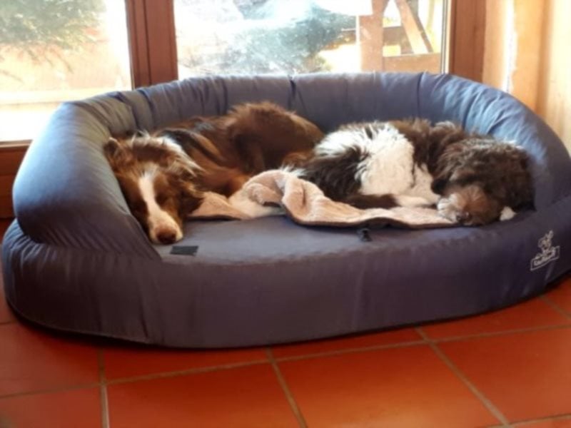 individuelle Hundebetreuung mit Familienanschluss