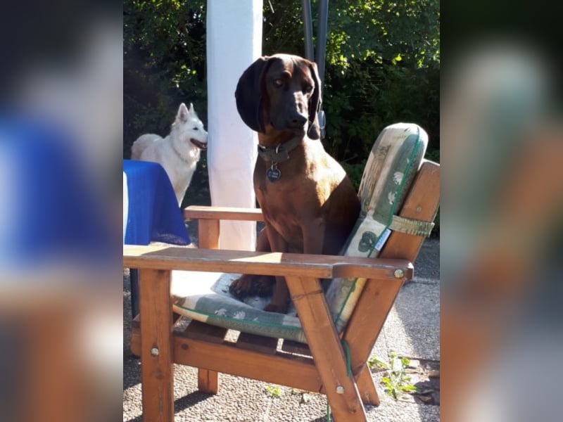 individuelle Hundebetreuung mit Familienanschluss