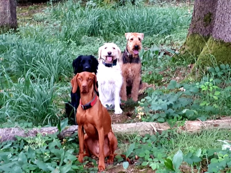 individuelle Hundebetreuung mit Familienanschluss