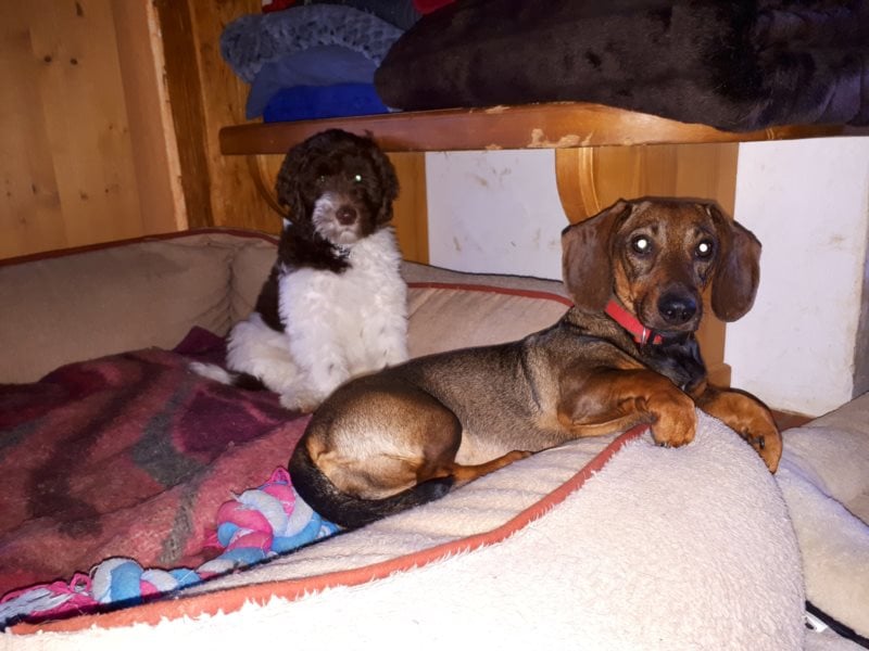 individuelle Hundebetreuung mit Familienanschluss