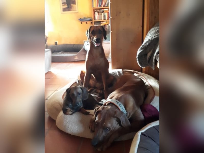 individuelle Hundebetreuung mit Familienanschluss