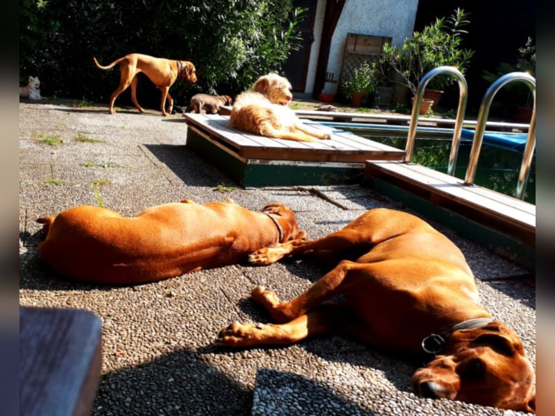 individuelle Hundebetreuung mit Familienanschluss