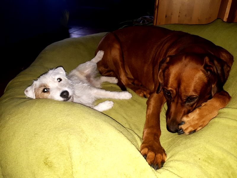 individuelle Hundebetreuung mit Familienanschluss