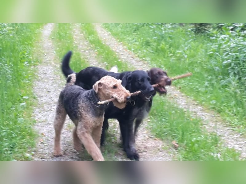 individuelle Hundebetreuung mit Familienanschluss