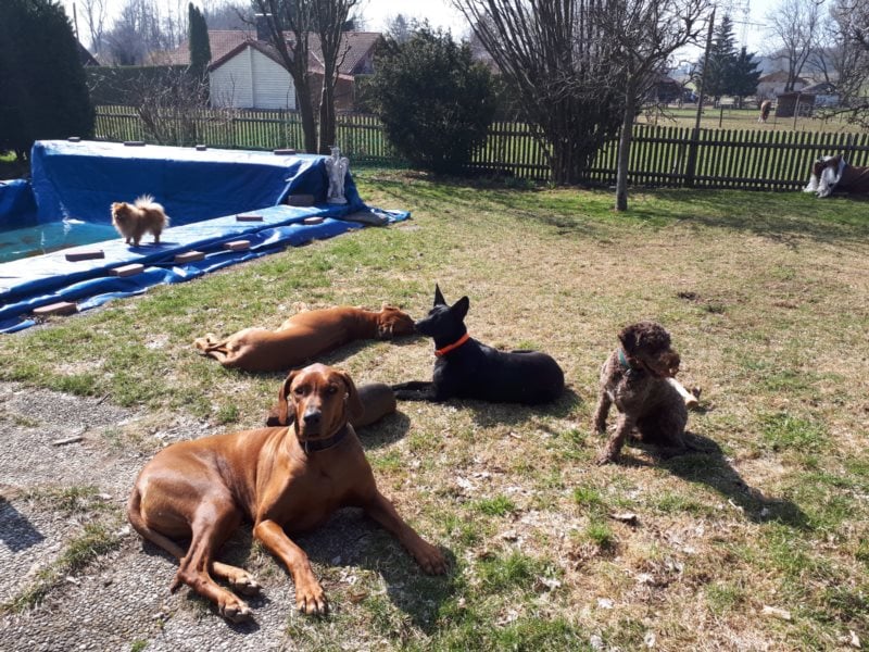 individuelle Hundebetreuung mit Familienanschluss