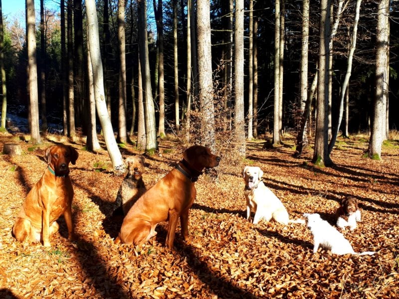 individuelle Hundebetreuung mit Familienanschluss