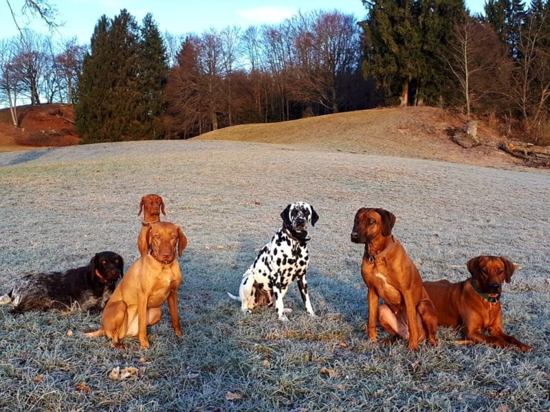individuelle Hundebetreuung mit Familienanschluss