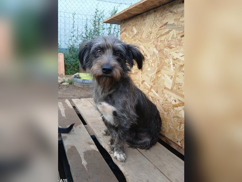 Menschenbezogene NALA braucht eine Familie!