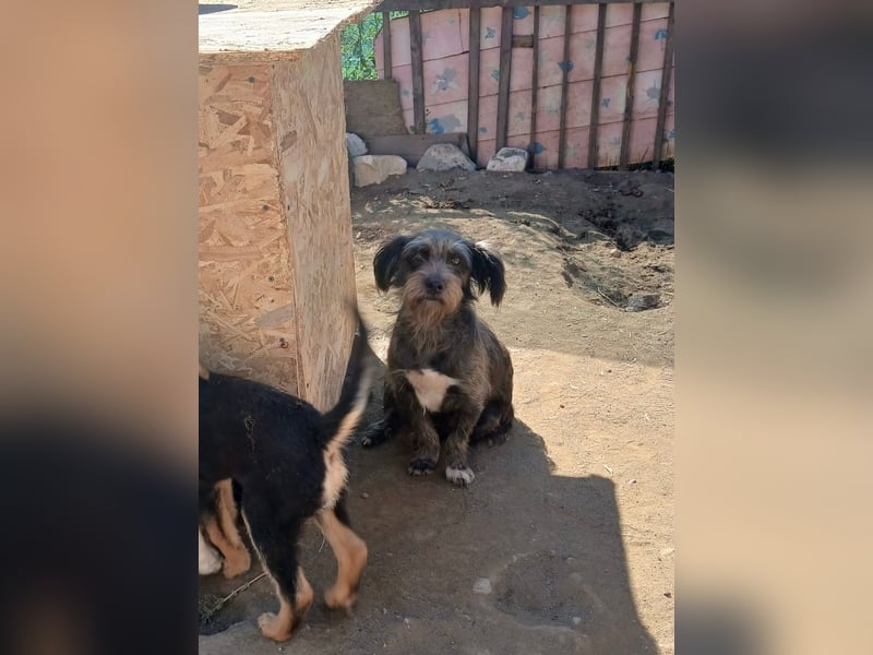 Menschenbezogene NALA braucht eine Familie!