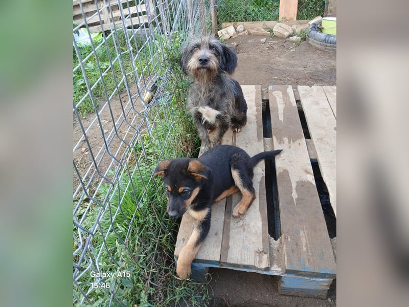 Menschenbezogene NALA braucht eine Familie!