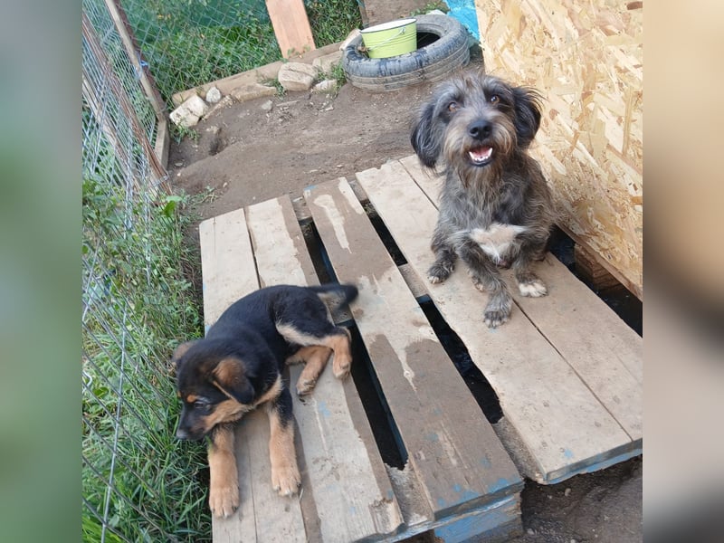 Menschenbezogene NALA braucht eine Familie!