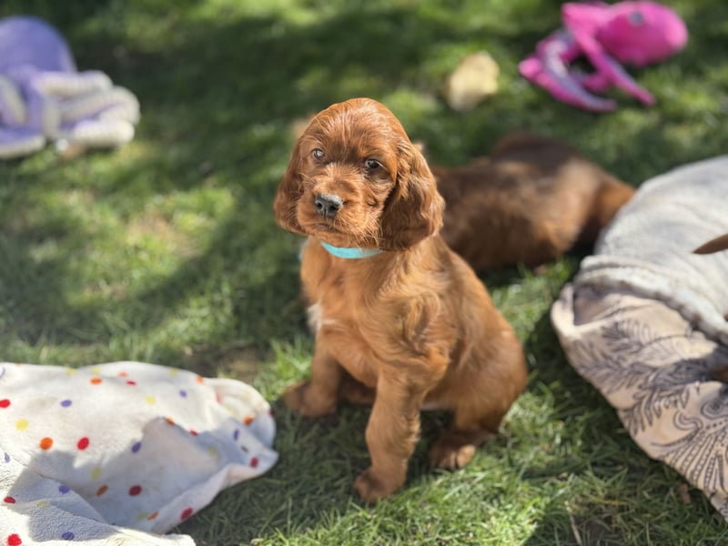 Irish Setter Rüde Dion mit Pap.