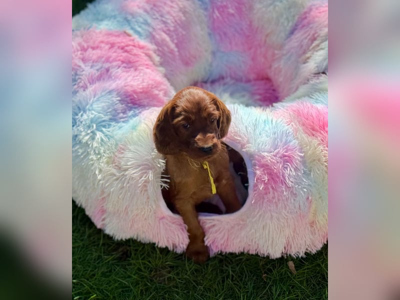 Irish Setter Welpen mit Papieren