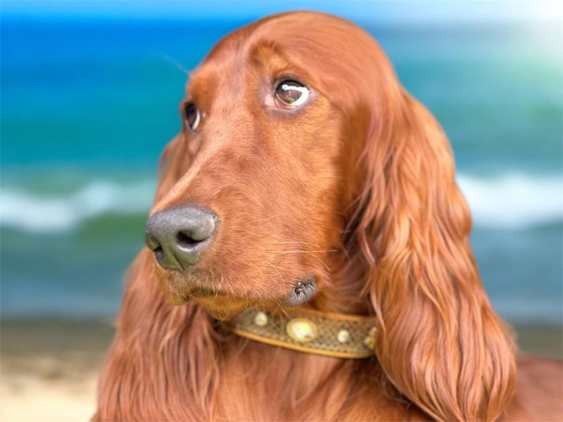 Irish Setter Welpen mit Papieren