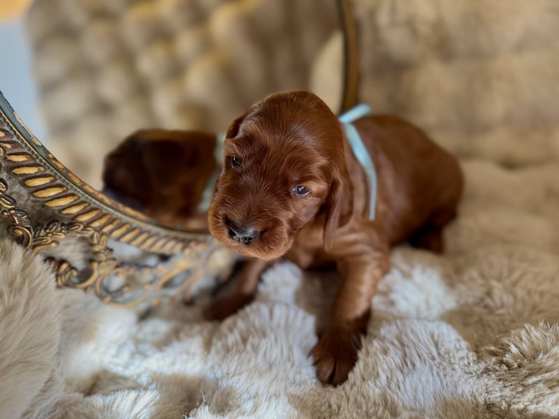 Irish Setter Welpen mit Papieren