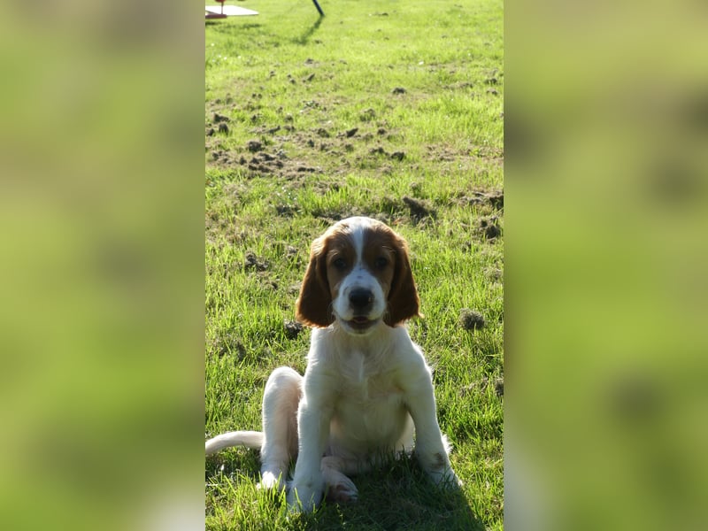 Reinrassige Irish Red and White Setter Welpen, geb. 29.07.2025