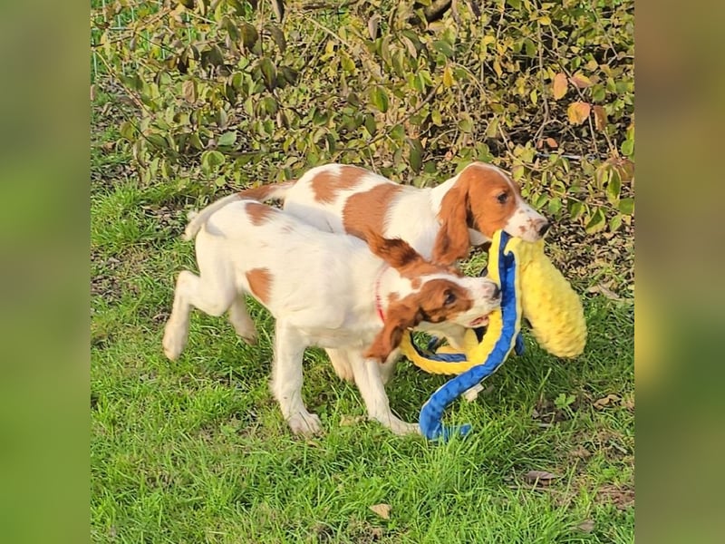 Reinrassige Irish Red and White Setter Welpen, geb. 29.07.2025