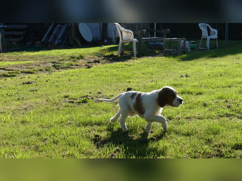 Reinrassige Irish Red and White Setter Welpen, geb. 29.07.2025