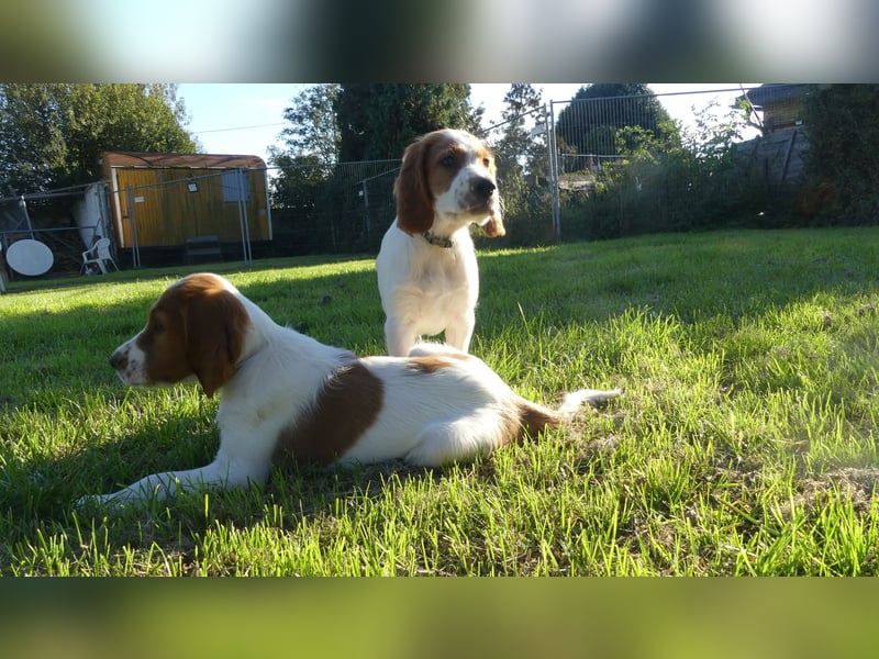 Reinrassige Irish Red and White Setter Welpen, geb. 29.07.2025