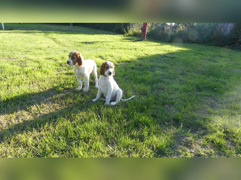 Reinrassige Irish Red and White Setter Welpen, geb. 29.07.2025