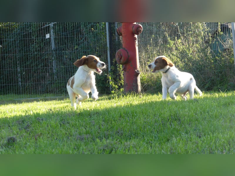 Reinrassige Irish Red and White Setter Welpen, geb. 29.07.2025