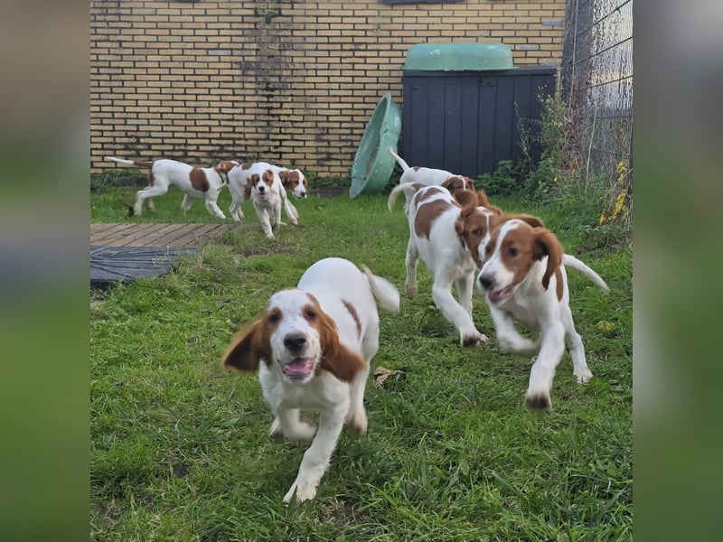Reinrassige Irish Red and White Setter Welpen, geb. 29.07.2025