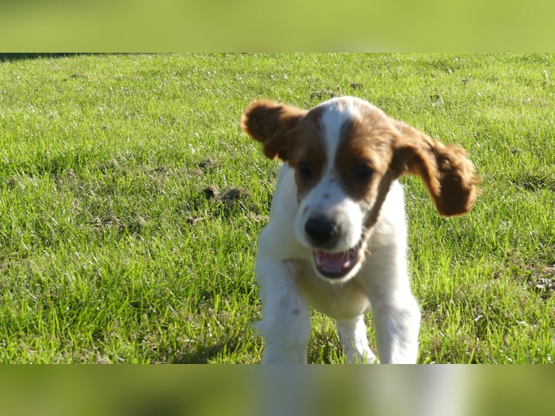 Reinrassige Irish Red and White Setter Welpen, geb. 29.07.2025