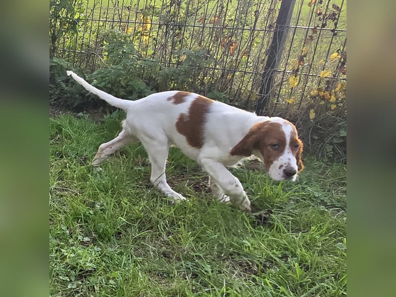 Irish Red and White Setter "Erin", geb. 29.07.2025