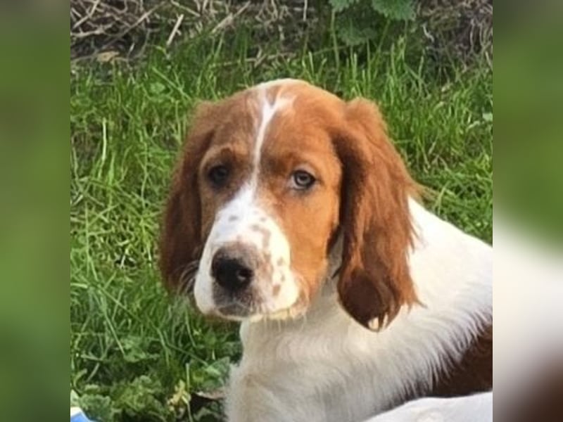 Irish Red and White Setter "Eragon", geb. 29.07.2025