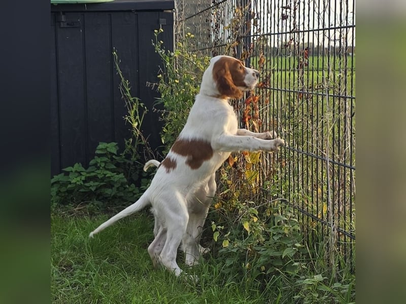 Irish Red and White Setter "Erin", geb. 29.07.2025