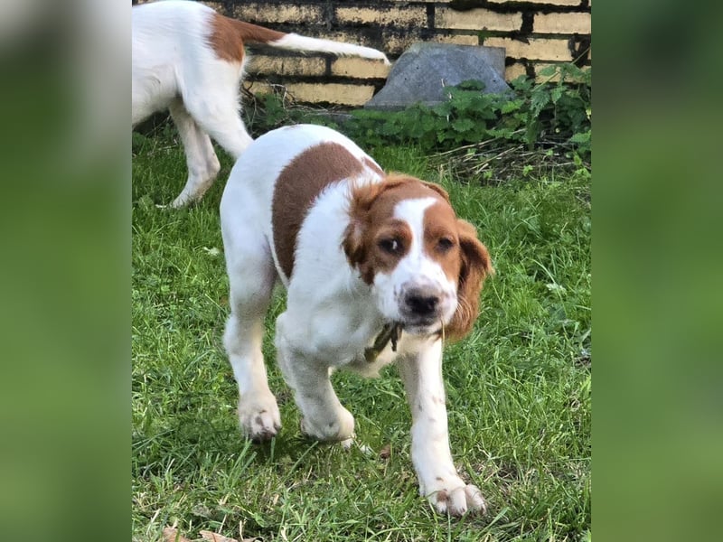 Irish Red and White Setter "Eragon", geb. 29.07.2025