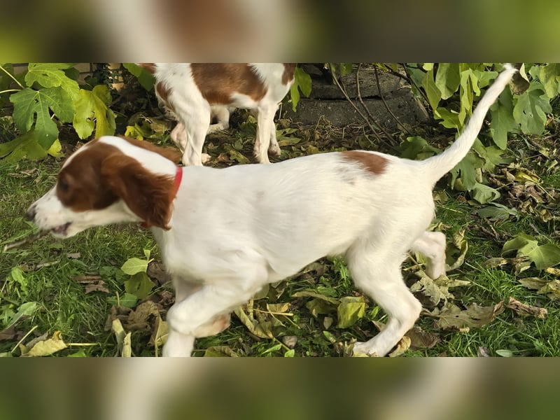 Irish Red and White Setter "Éala", geb. 29.07.2025