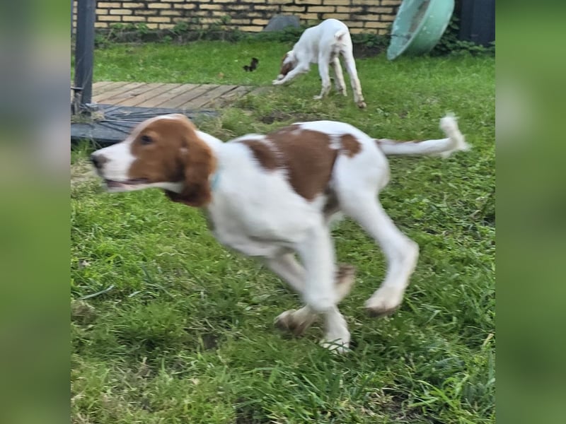 Irish Red and White Setter "Énya", geb. 29.07.2025