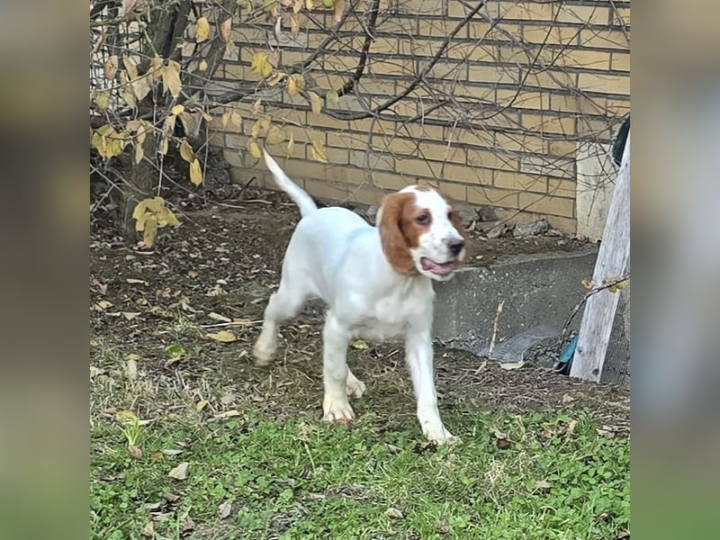 Irish Red and White Setter "Ellie", geb. 29.07.2025