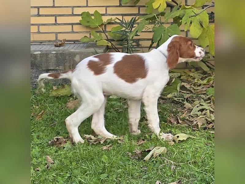 Irish Red and White Setter "Eragon", geb. 29.07.2025