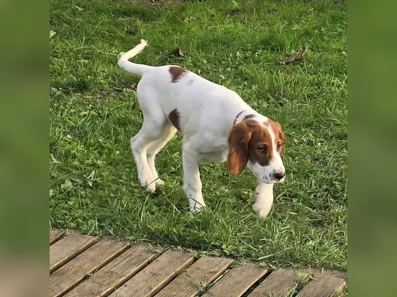 Irish Red and White Setter "Éala", geb. 29.07.2025