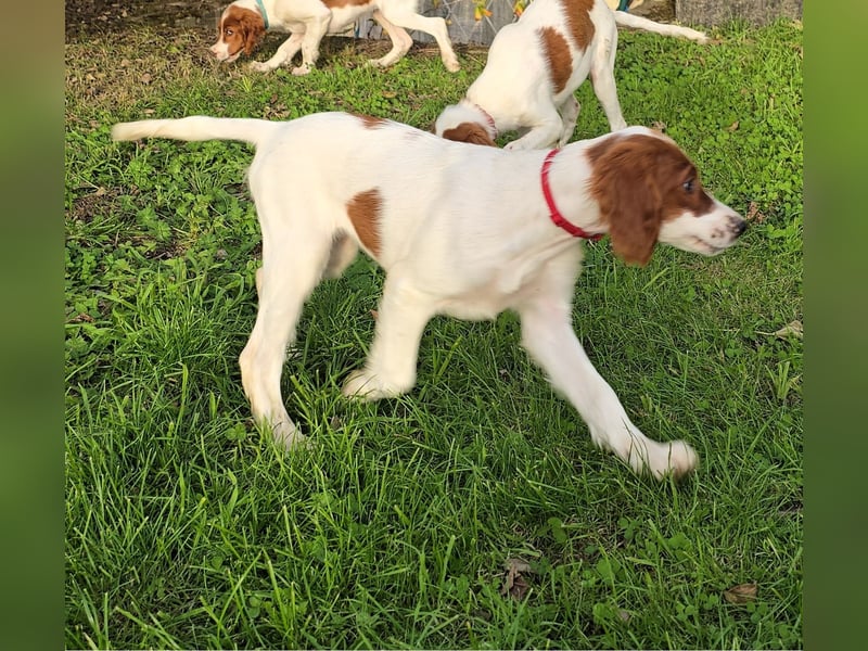 Irish Red and White Setter "Éala", geb. 29.07.2025