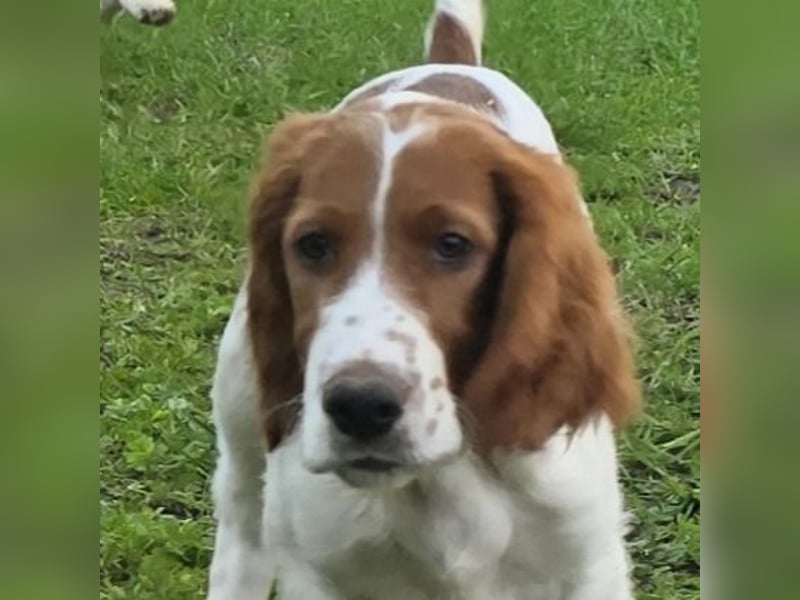 Irish Red and White Setter "Eamon", geb. 29.07.2025
