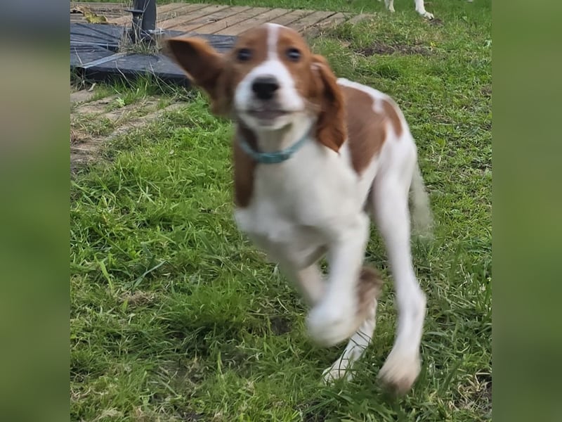 Irish Red and White Setter "Énya", geb. 29.07.2025