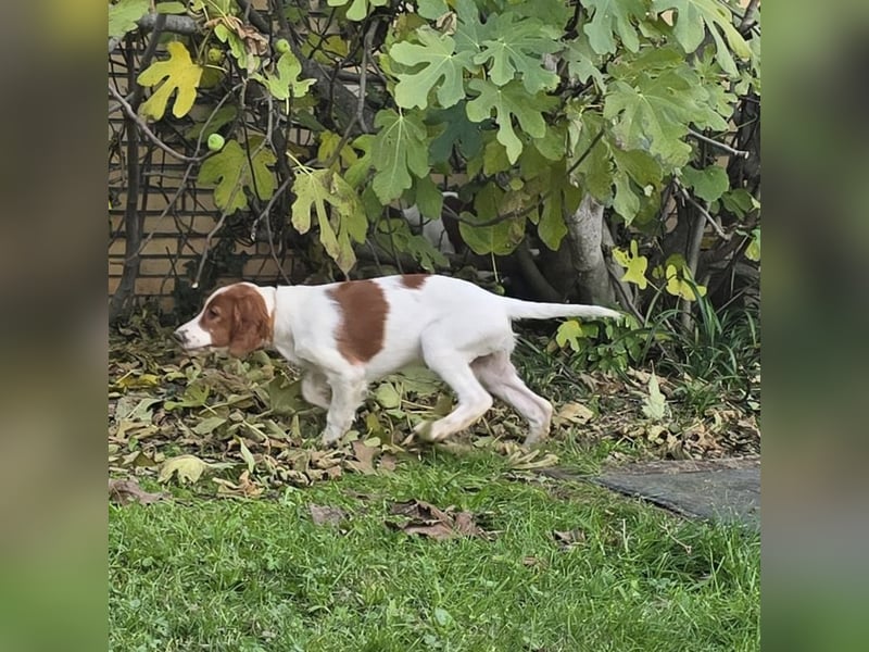 Irish Red and White Setter "Erin", geb. 29.07.2025