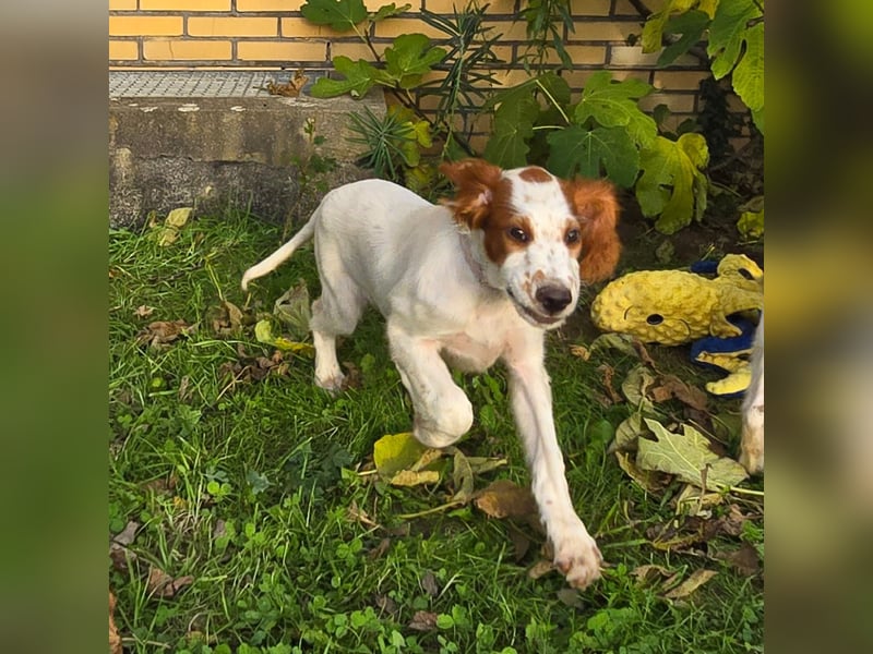 Irish Red and White Setter "Ellie", geb. 29.07.2025