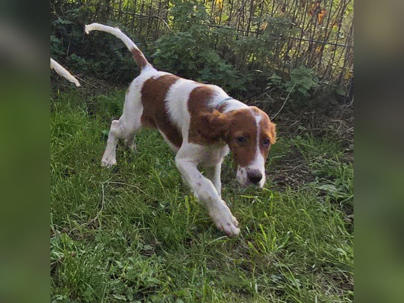 Irish Red and White Setter "Énya", geb. 29.07.2025