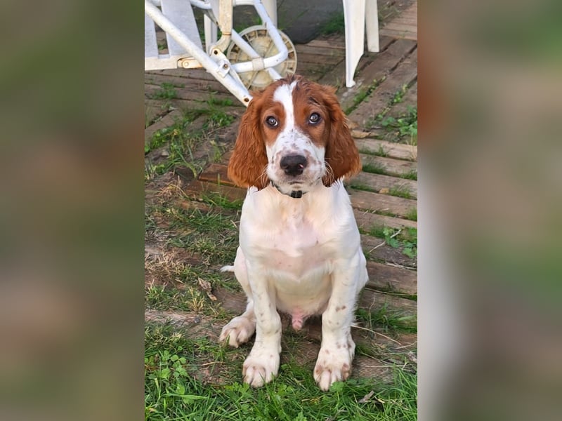 Irish Red and White Setter "Eamon", geb. 29.07.2025